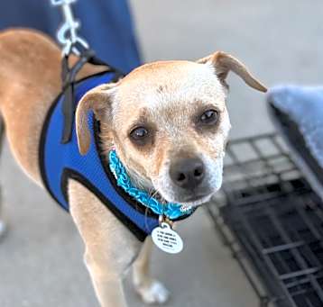 Photo of Juno