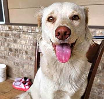 Photo of Cookie
