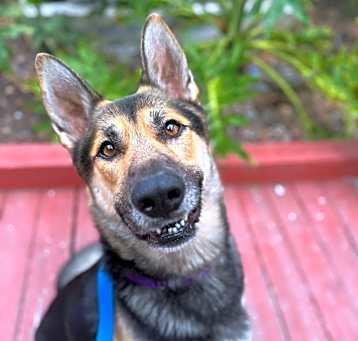 Photo of Benji