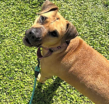 Photo of Shiloh