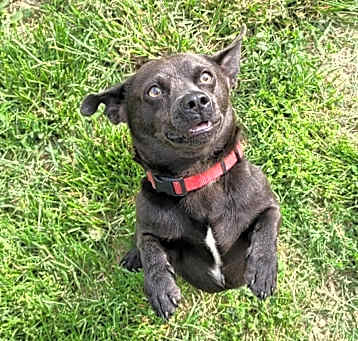 Photo of Rowdy
