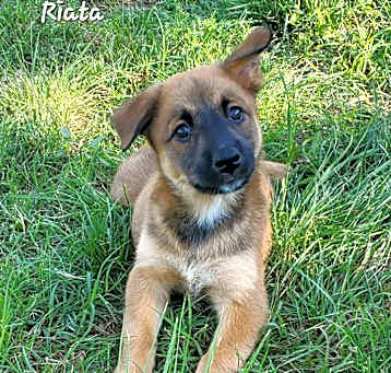 Photo of Riata DD