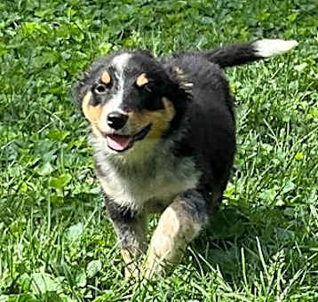 Photo of Bluey