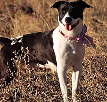 Photo of Vida- Sweet Girl, Loves People!