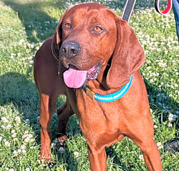 Photo of Copper
