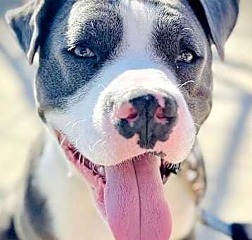 Photo of Cosmo