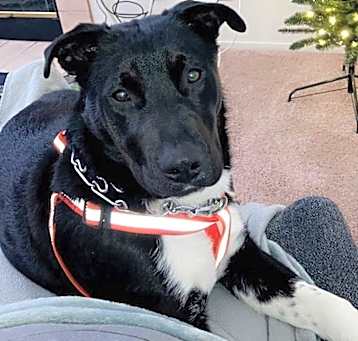 Photo of Apollo