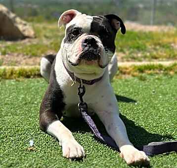 Photo of Stella