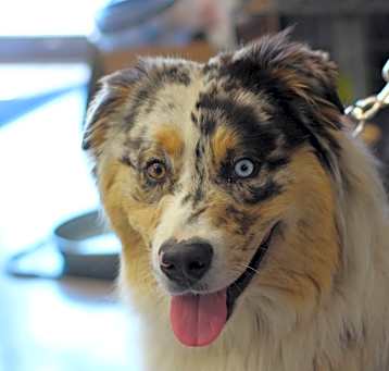 Photo of Ozzie