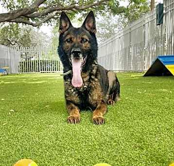 Photo of GUNNER