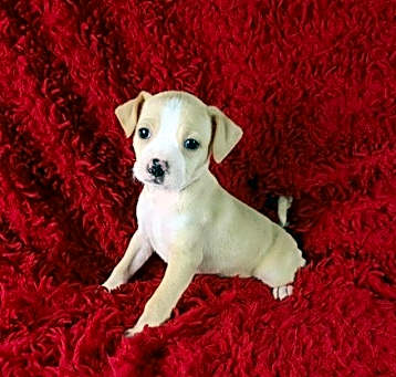 Photo of Gracie