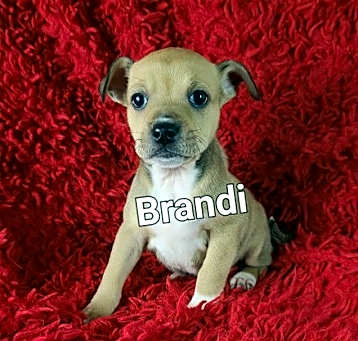 Photo of Brandi
