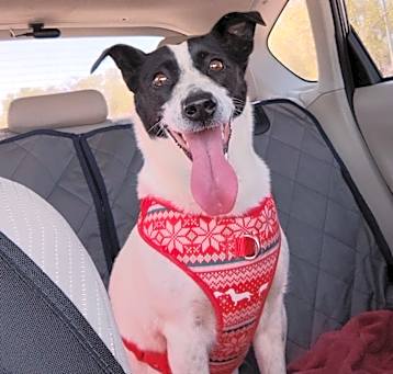 Photo of Ruby