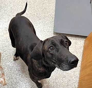 Photo of Kahlua