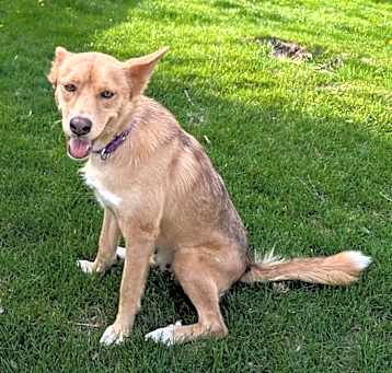 Photo of Foxy