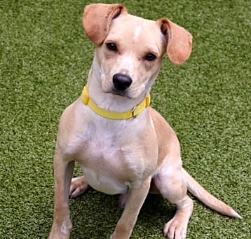 Photo of Odie