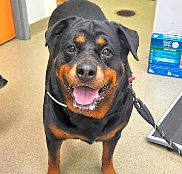 Photo of Ruby