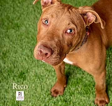 Photo of Rico
