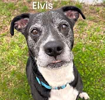 Photo of Elvis