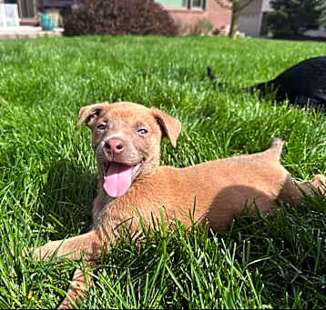 Photo of Milo