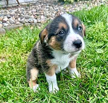 Photo of Tillie