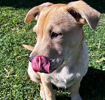 Photo of Peanut