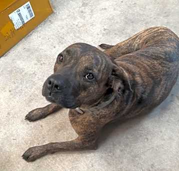 Photo of Bella