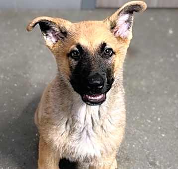 Photo of BEAR