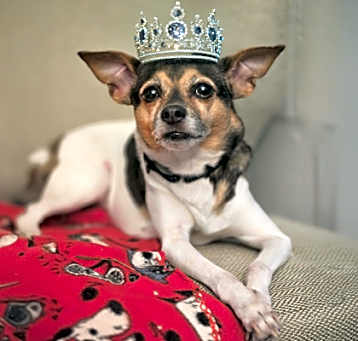 Photo of Tiara