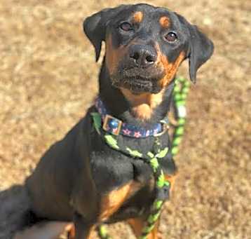 Photo of Nova