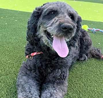 Photo of Shadow