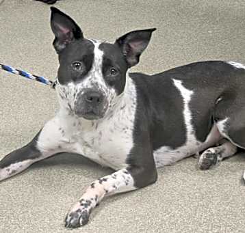Photo of Oreo