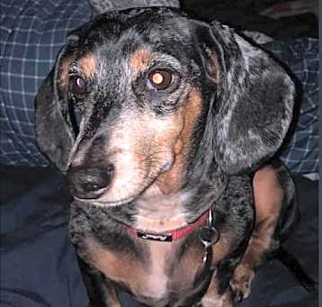 Photo of Ollie
