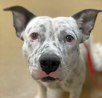 Photo of Skipper