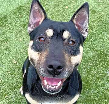 Photo of Lou - ECAS