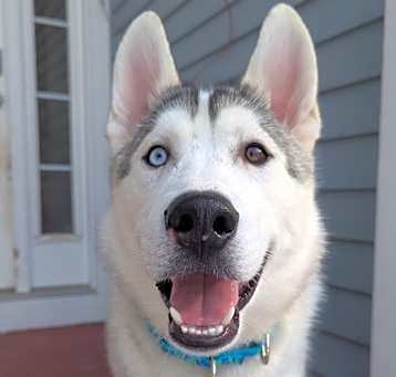 Photo of Finn