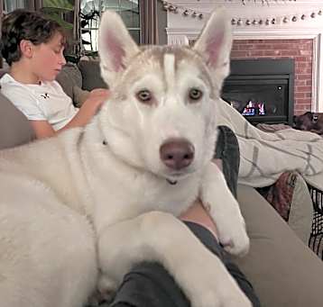 Photo of Beau