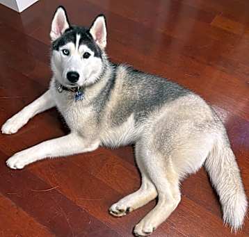 Photo of Gunner