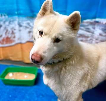 Photo of Marshmallow