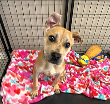 Photo of Willow