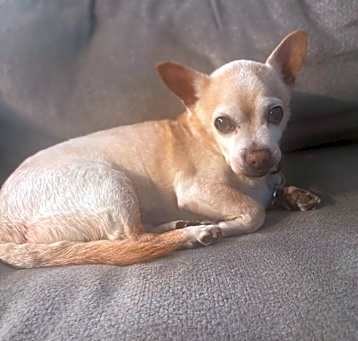 Photo of Oscar