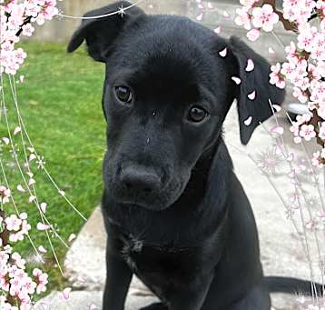 Photo of Pearl