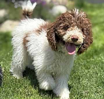 Photo of Tedley