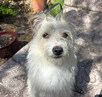 Photo of Goober