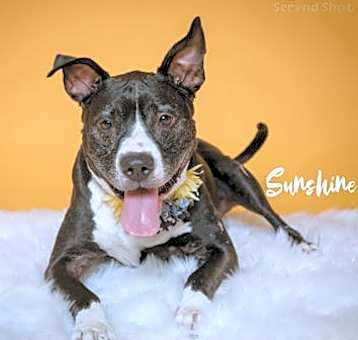 Photo of Sunshine