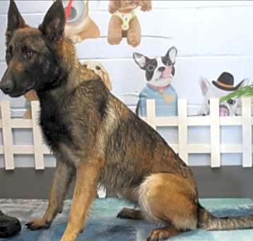 Photo of Tootsie URGENT NEED OF HELP!