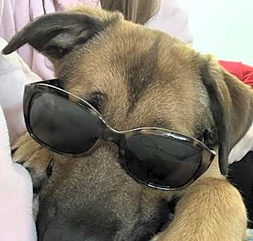 Photo of Lewie