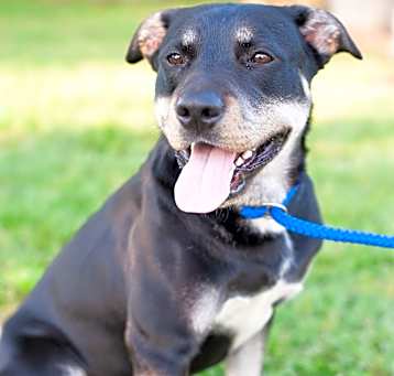 Photo of Taz