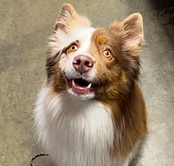 Photo of Bruno