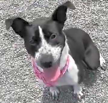 Photo of COOKIE